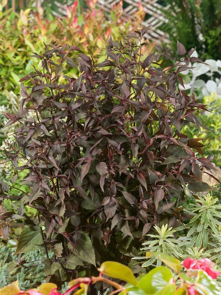Eupatorium rugosum 'Chocolate', Schokoladenblume, ca. 11x11 cm Topf
