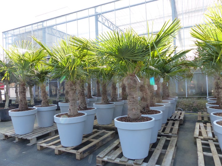 XXL Palme winterhart inkl. Pflanzkübel, 180 - 210 cm Trachycarpus fortunei, Hanfpalme, Top-Qualität