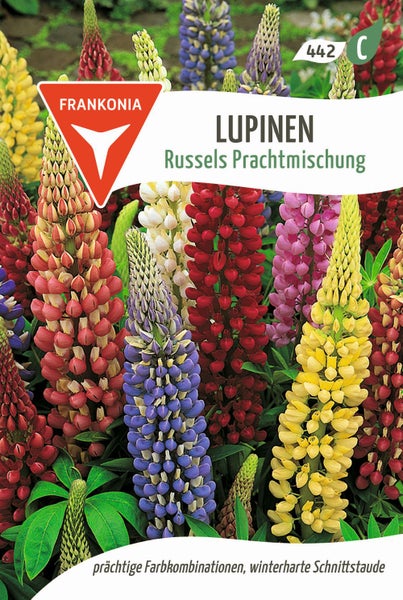 Lupinen Russels Prachtmischung von Frankonia