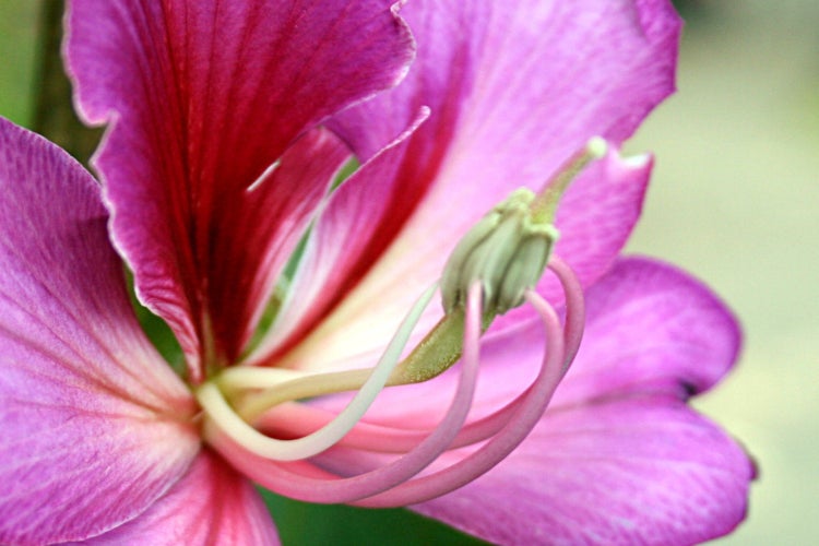 SAFLAX Anzucht Set - Orchideen-Baum - Bauhinia variegata - 8 Samen - Mit Mini-Gewächshaus, Anzuchtsubstrat und 2 Töpfen