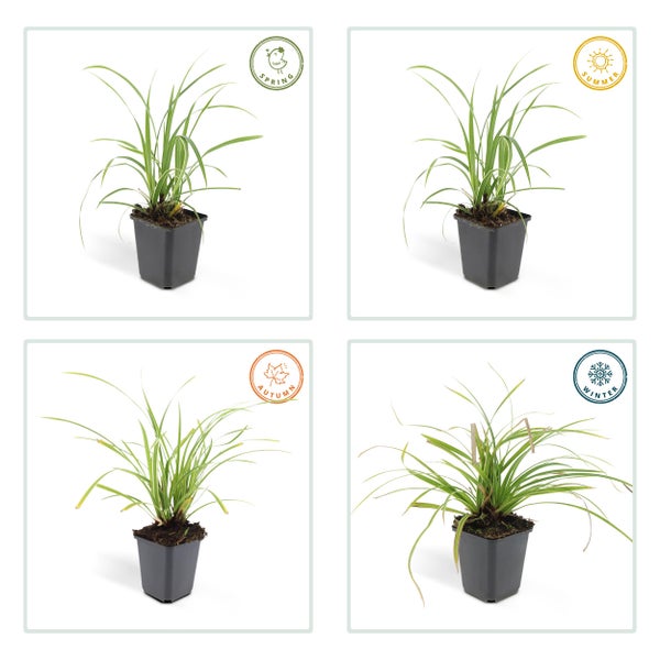 Ziergras Carex im Topf, Darstellung der saisonalen Entwicklung im Frühling, Sommer, Herbst und Winter.