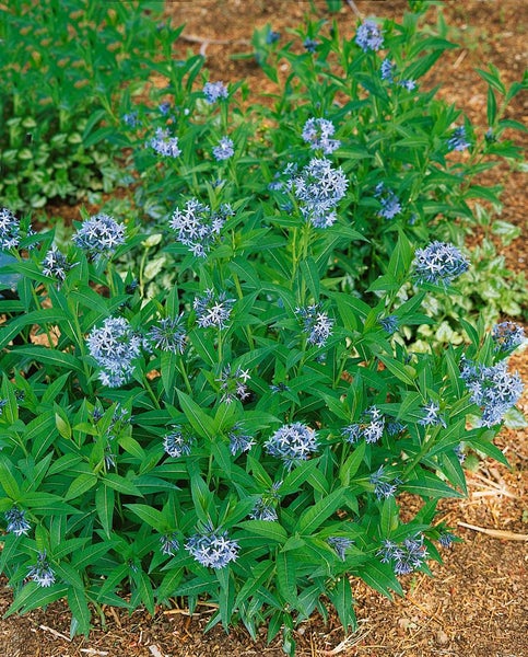 Amsonia tabernaemontana, Blaustern, ca. 9x9 cm Topf, blau blühend