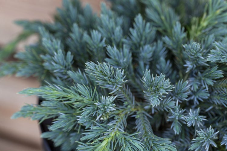 Juniperus squamata 'Blue Carpet', Blauer Teppichwacholder, 15–20 cm