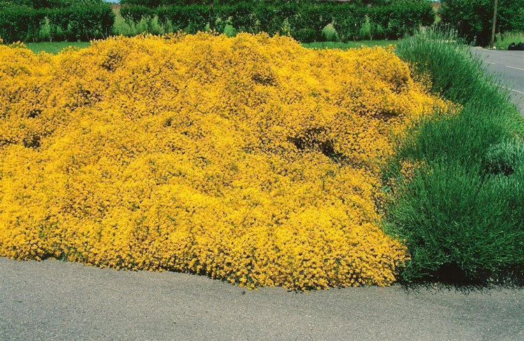 Genista lydia, Ginster, gelb, 30–40 cm