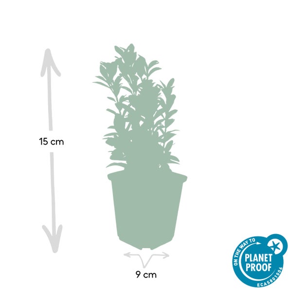 Bodendecker - Kriechspindel - Euonymus japonicus 'Green Spire' - 9cm Topf - Set mit 6 Pflanzen