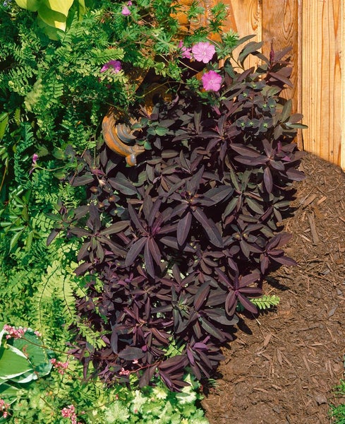 Gartenlandschaft mit Wolfsmilchgewächsen, Farnen und Mulch