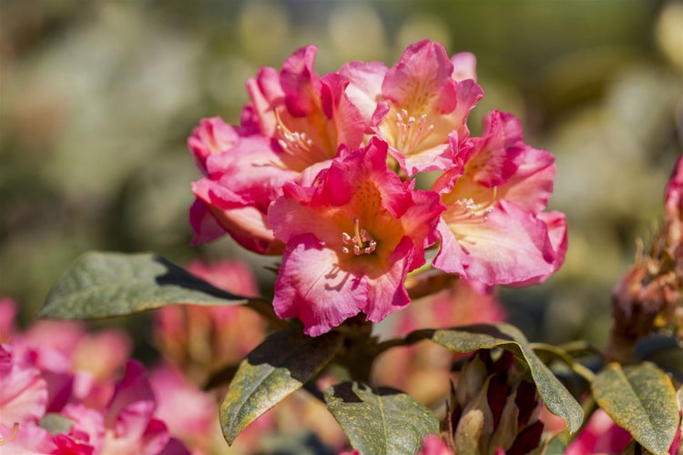 Rhododendron yakushimanum 'Barbarella', rosa Blüten, 30–40 cm