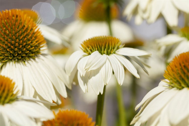 Echinacea purpurea 'PowWow White', Sonnenhut, weiß, 2-3 Liter Container