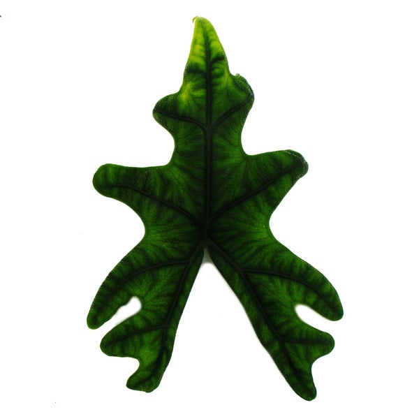 Alocasia tandurusa Jacklyn - Tropenwurz - Alokasie - Pfeilblatt - 12cm Topf