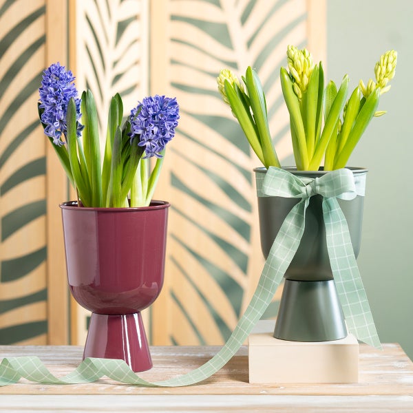 Zwei Hyazinthen in Blumentöpfen mit Schleifenbanddekoration