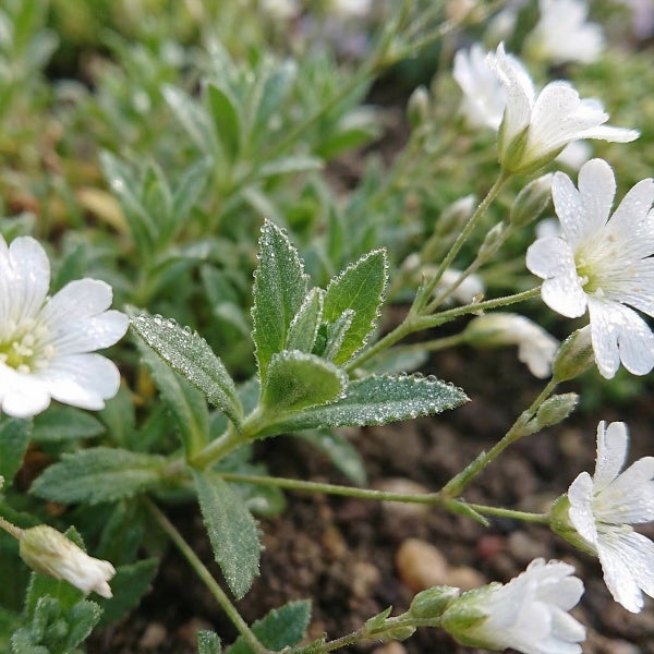 Nahaufnahme von Hornkraut mit kleinen weißen Blüten und Wassertropfen auf den grünen Blättern.