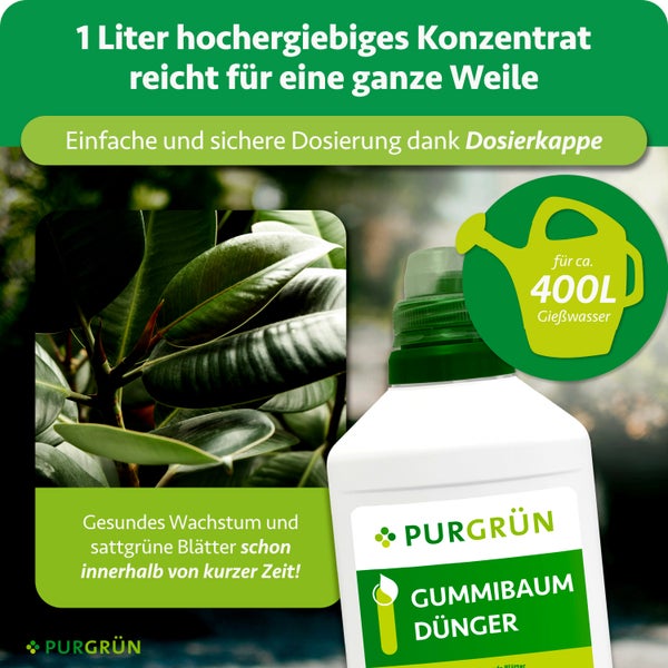Purgrün Gummibaum-Dünger Konzentrat, 1 Liter für circa 400 Liter Gießwasser, mit Dosierkappe für gesundes Pflanzenwachstum.