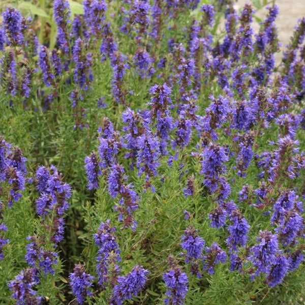 Blühender Ysop im Gartenbeet