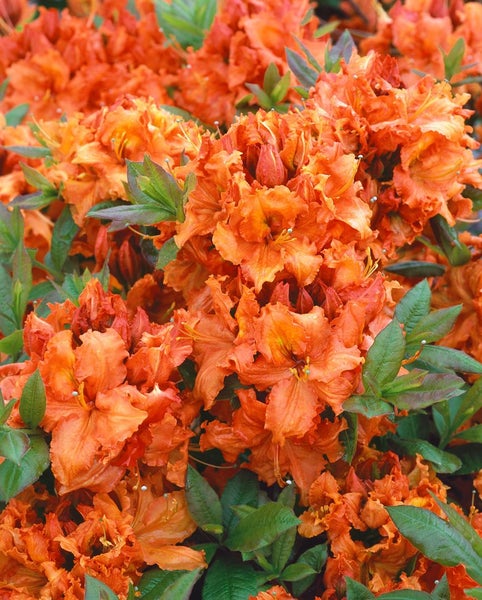 Rhododendron luteum 'Gibraltar', gelb-orange, 70–80 cm