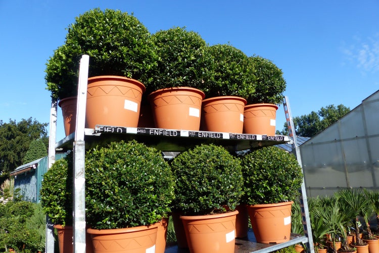 Zimmerszene mit Bärenteppich neben Bett und Nachttisch