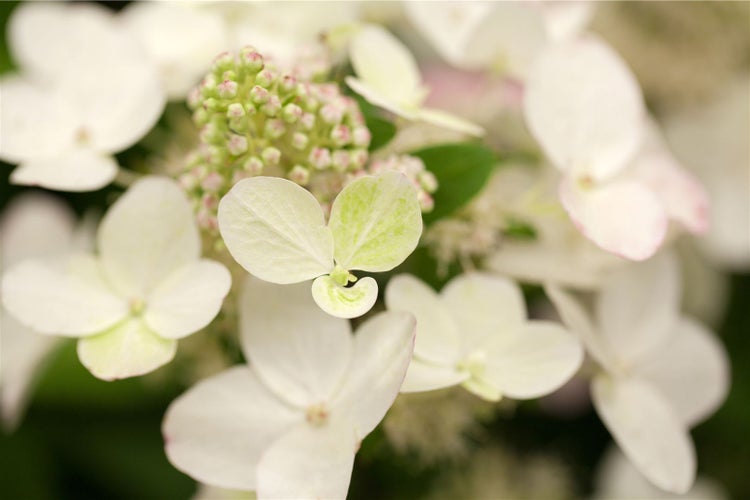 Hydrangea paniculata 'Magical Fire', Rispenhortensie, rot-weiß, 40–60 cm