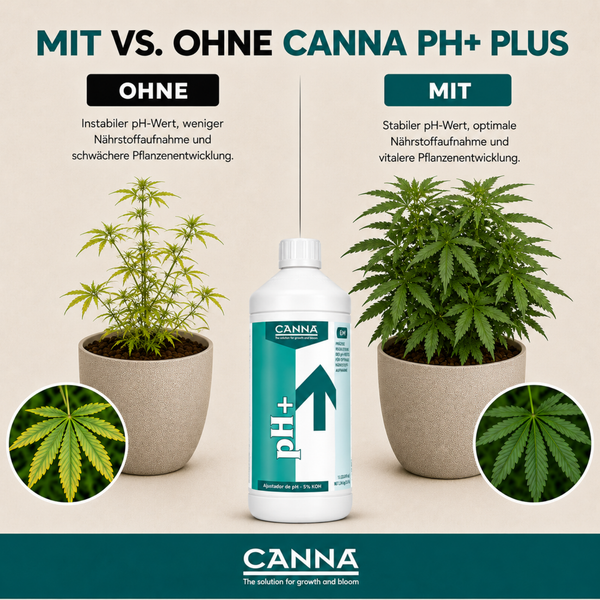 Vergleichsgrafik zeigt die Wirkung von Canna PH Plus auf das Pflanzenwachstum anhand zweier Pflanzen im Topf mit Detailansicht der Blätter.