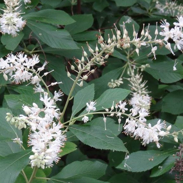 Sommerflieder mit weißen Blüten und grünen Blättern