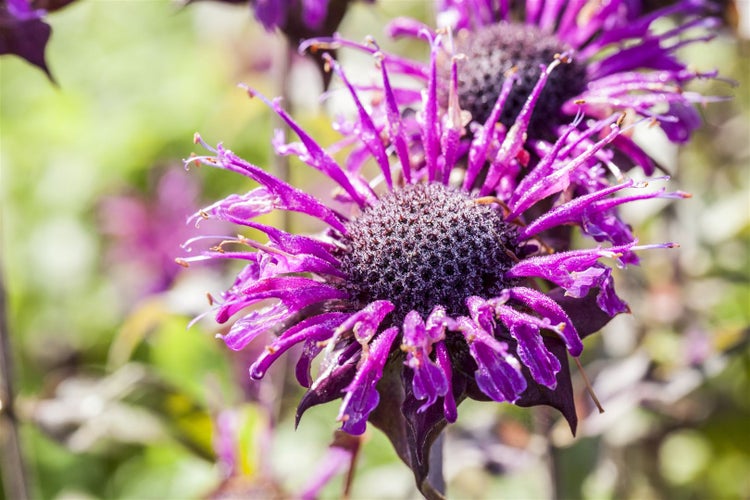 Monarda fistulosa 'Scorpion', Indianernessel, violett, ca. 9x9 cm Topf