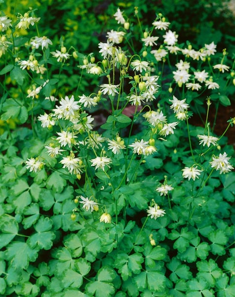 Aquilegia vulgaris 'Green Apples', Akelei, grünlich-weiß, ca. 9x9 cm Topf