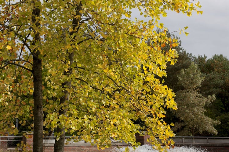 Ein Tulpenbaum mit gelb gefärbtem Laub im Herbst vor einer Backsteinmauer und einer weiteren Baumgruppe im Hintergrund.