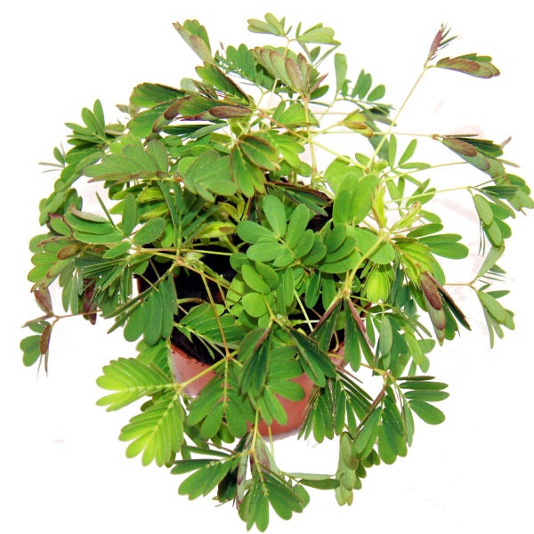 Mimose Rühr-Mich-Nicht-An - Die Pflanze, die auf Berührung reagiert - 9cm Topf