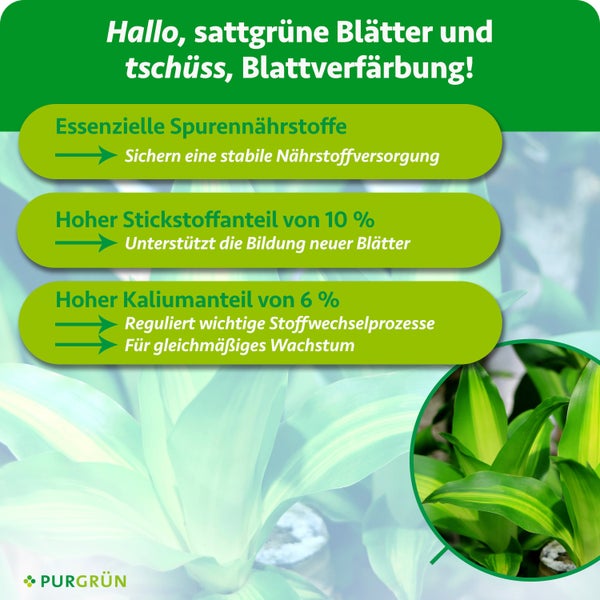Infografik für Dünger: 10 Prozent Stickstoff, 6 Prozent Kalium und Spurennährstoffe für stabiles Wachstum und Blattbildung. PURGRÜN Logo.