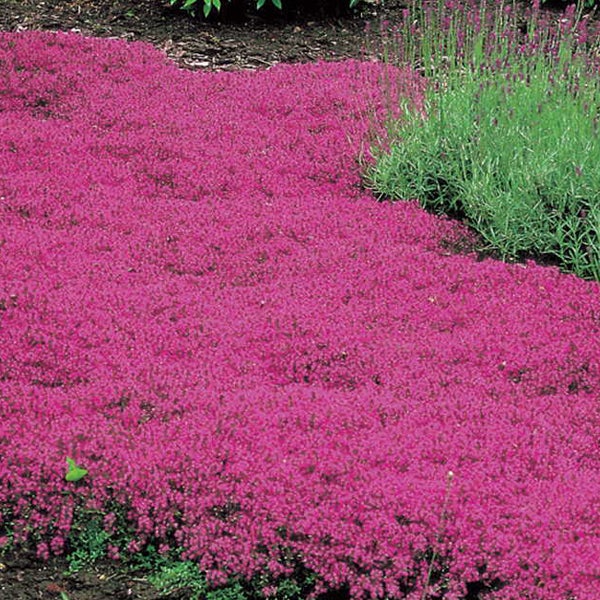 Flächendeckende Polsterpflanze mit kleinen Blüten