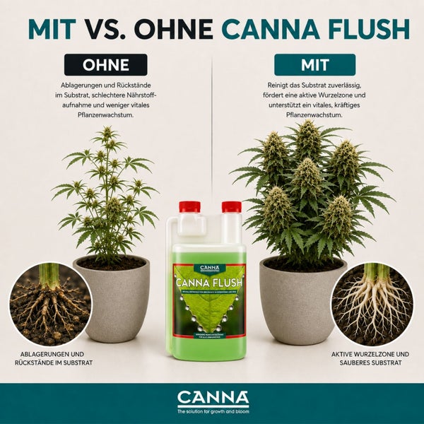 Vergleichsgrafik zur Wirkung von Canna Flush Pflanzensubstrat Reiniger mit Abbildungen von zwei Pflanzen und deren Wurzelsystemen.