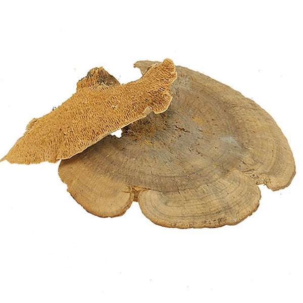 Natürliche, getrocknete Baumpilze als Dekoration für Aquarien und Terrarien.