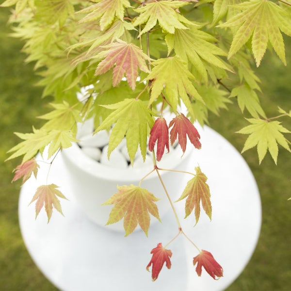 Bloomique - 2er Set - Acer Shirasawanum Moonrise - Fächerahorn auf Stamm - Gartenpflanzen - Baum - winterhart - 80-100cm hoch - Topf 19cm