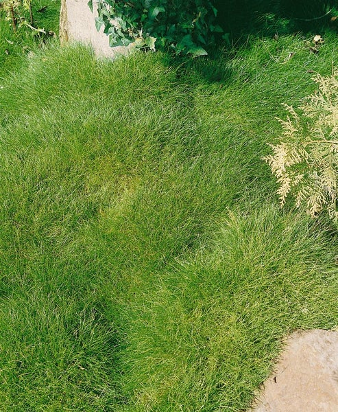Festuca gautieri 'Teddybär', Bärenfellgras, ca. 9x9 cm Topf