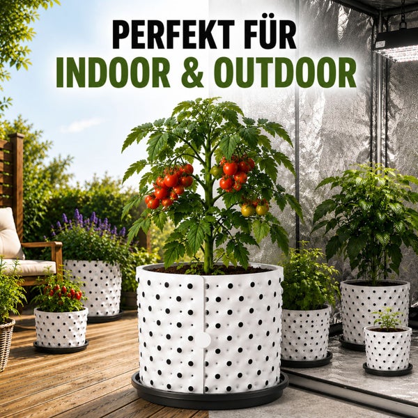 Hell gestaltete Szene mit Tomatenpflanzen in weißen Pflanzkübeln auf einer Außenterrasse und in einem Indoor-Zelt mit Pflanzenlampen.