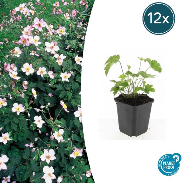 Herbst-Anemone im 12er-Set, junge Pflanze im Topf und blühendes Beet, Planet Proof Logo.