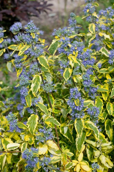 Caryopteris clandonensis 'Summer Sorbet', Bartblume, buntlaubig, 40–60 cm