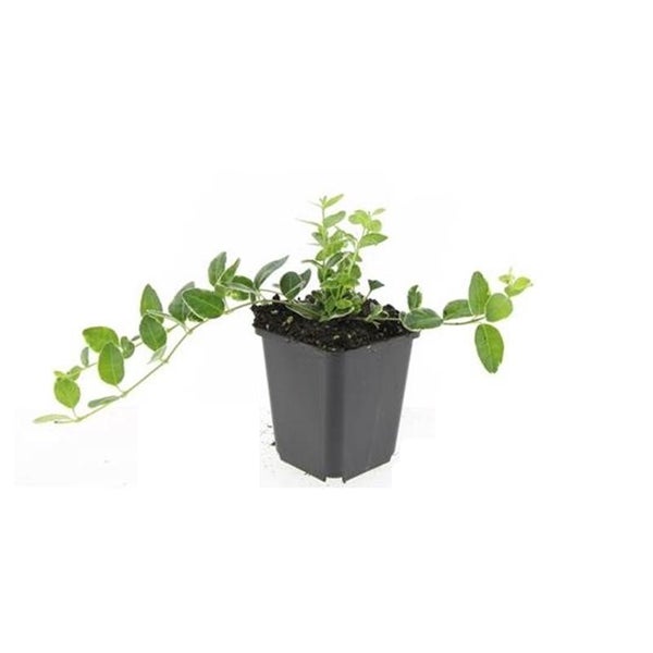 Bodendecker - Kleinblättriges Immergrün - Vinca minor 'Ralph Shugert' - 9cm Topf - Set mit 6 Pflanzen