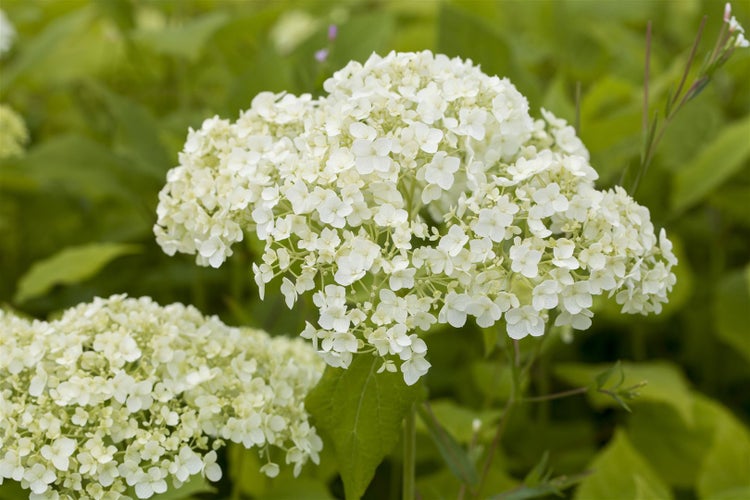 Hydrangea arborescens 'Lime Rickey', Hortensie, limettengrün, 60–80 cm