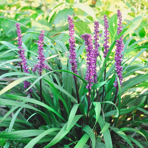 Liriope Muscari Pflanze mit violetten Blüten und grünen Blättern