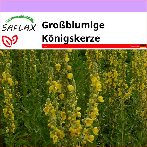 SAFLAX  - Großblumige Königskerze - Verbascum densiflorum - 500 Samen