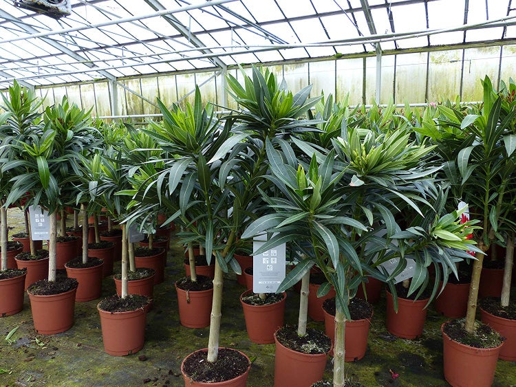 Oleander Stamm 130-150 cm Nerium Premiumqualität Rosenlorbeer rot, rosa