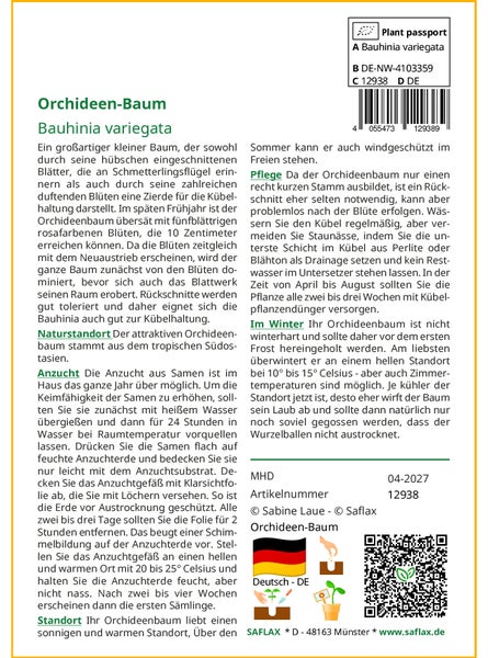 SAFLAX Anzucht Set - Orchideen-Baum - Bauhinia variegata - 8 Samen - Mit Mini-Gewächshaus, Anzuchtsubstrat und 2 Töpfen
