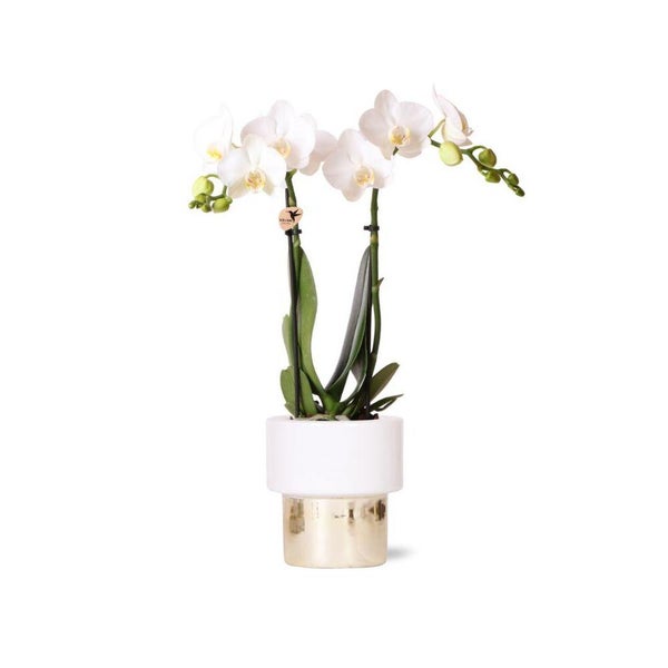 Zwei weiße Orchideen in einem Topf