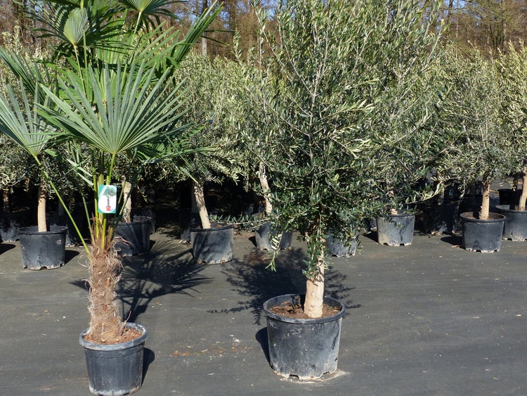 Olivenbaum 20J 180 - 220 cm St.20-30  + 20L Palme St.40 - 60 cm im Set, beste Qualität, winterhart, Trachycarpus Olive