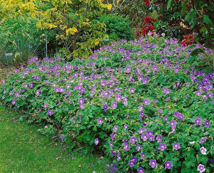 Bodendecker Storchschnabel Geranium Rozanne mit zahlreichen violetten Blüten in einem Gartenbeet.