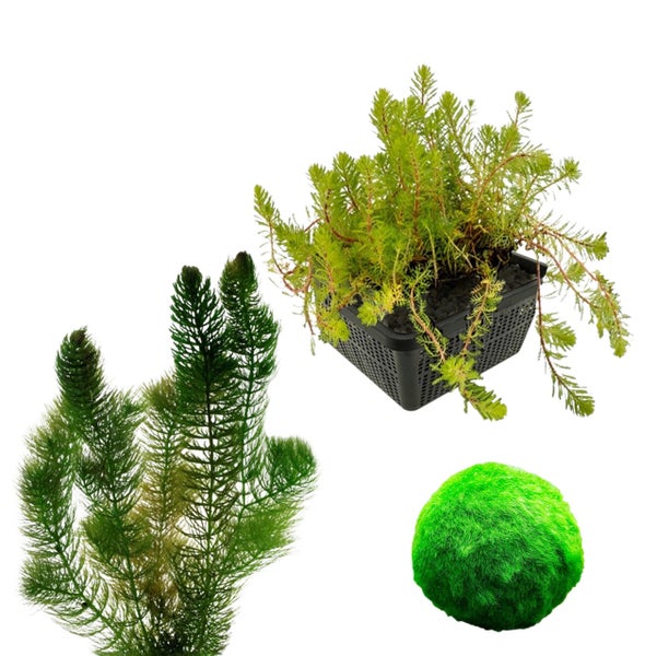 Set aus verschiedenen Wasserpflanzen: Hornblatt, eine Pflanze im Pflanzkorb und ein Moosball.