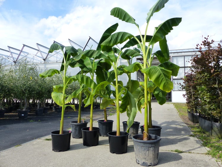 8 Stck Bananenstaude Banane Musa Basjoo 230 cm winterhart | HORNBACH
