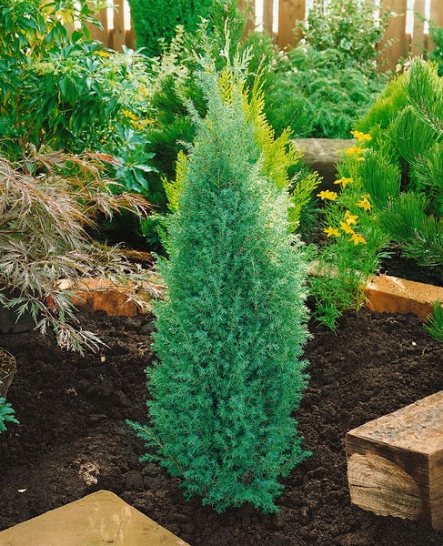 Juniperus communis 'Suecica', Wacholder, säulenförmig, 30–40 cm