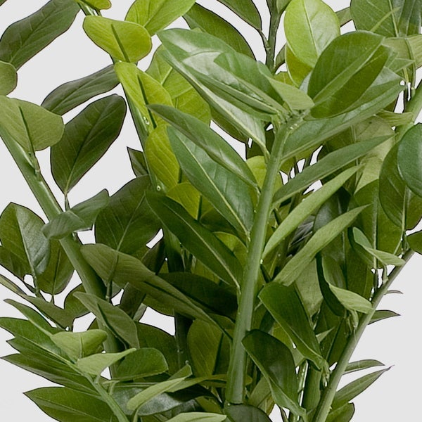 Nahaufnahme einer Zamioculcas mit glänzenden ovalen Blättern und dicken Stielen.