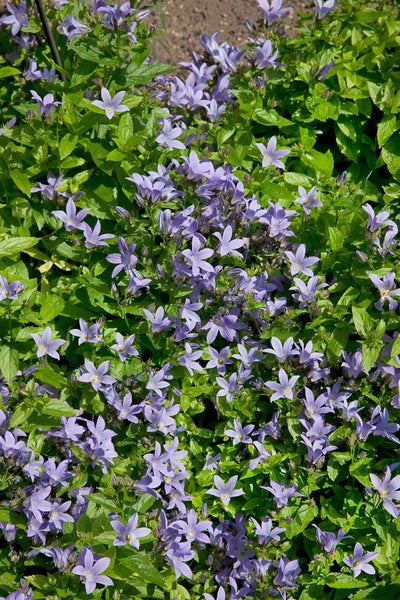 Campanula lactiflora 'Pouffe', Glockenblume, ca. 9x9 cm Topf