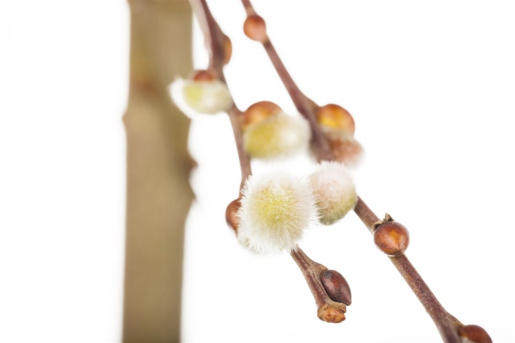 Salix caprea 'Curly Locks', Kätzchenweide, 125 cm Stammhöhe, gedrehte Zweige